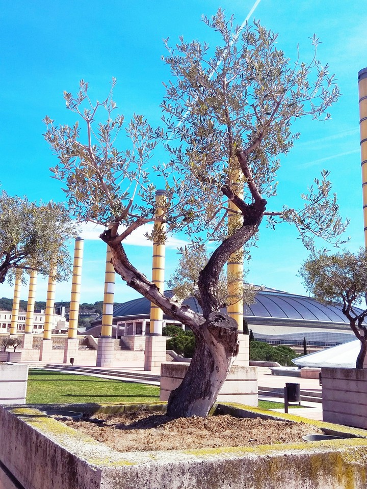 Olive Tree