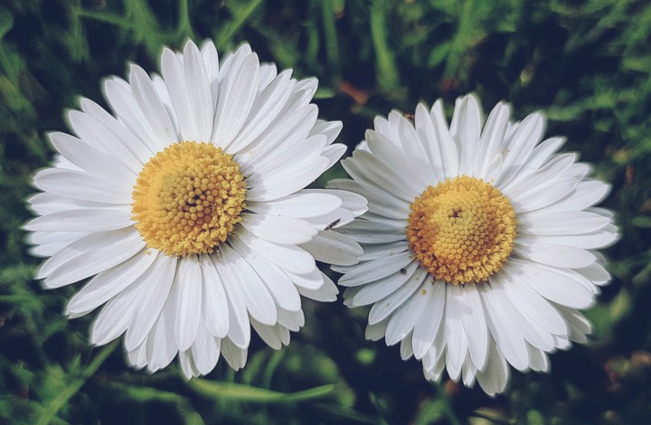 natural flower