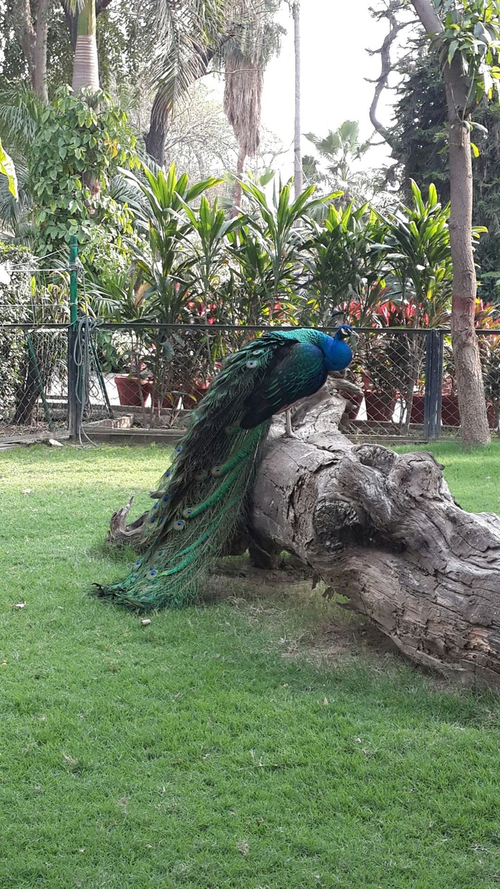 peacock