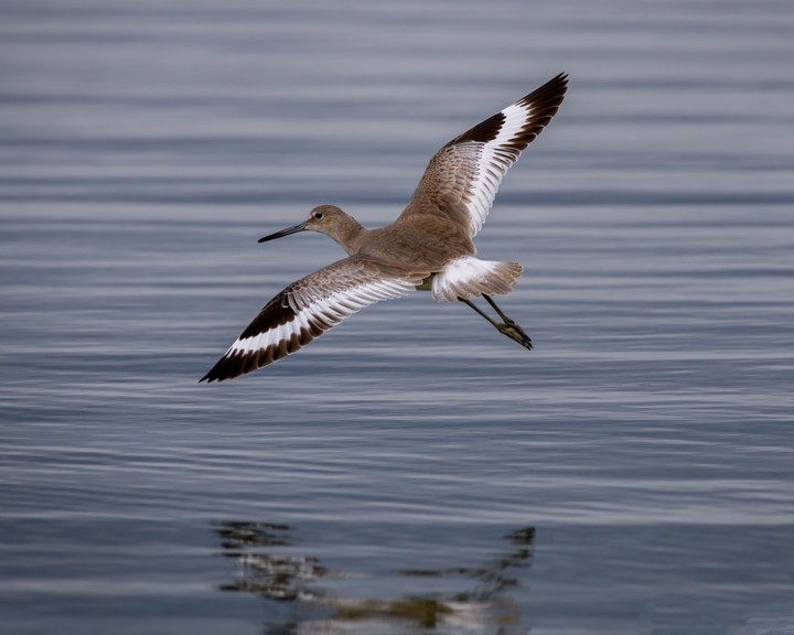 bird flight