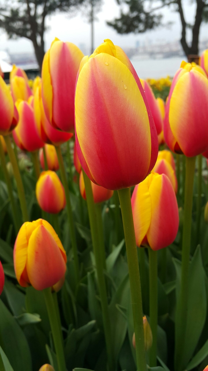 Tulip