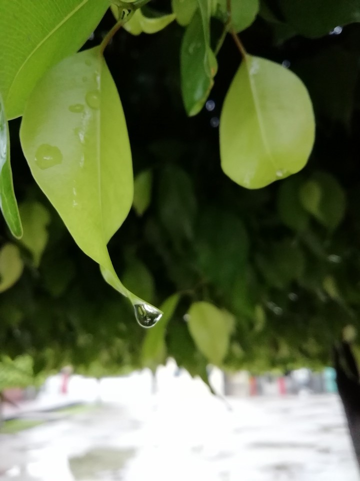 la gota