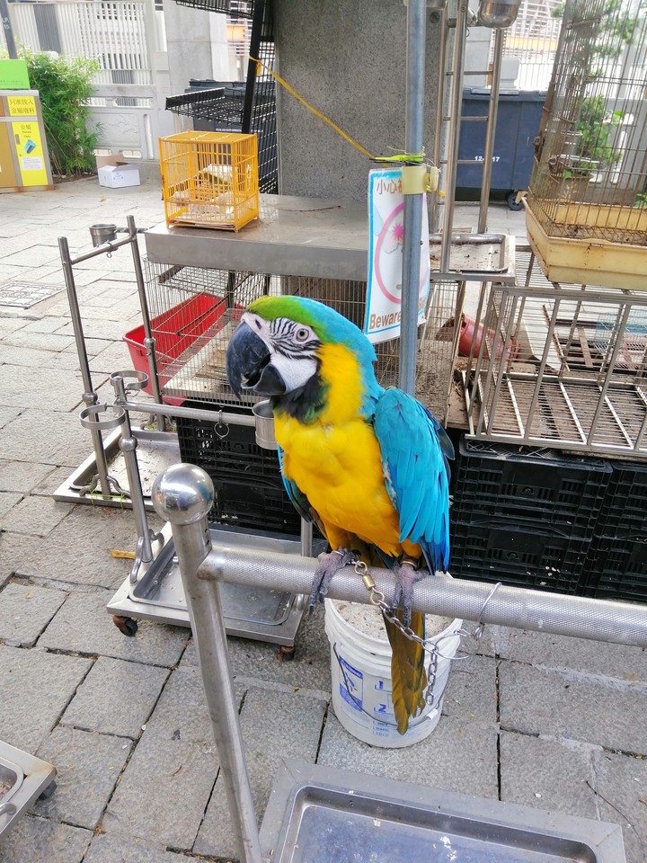 HK Bird