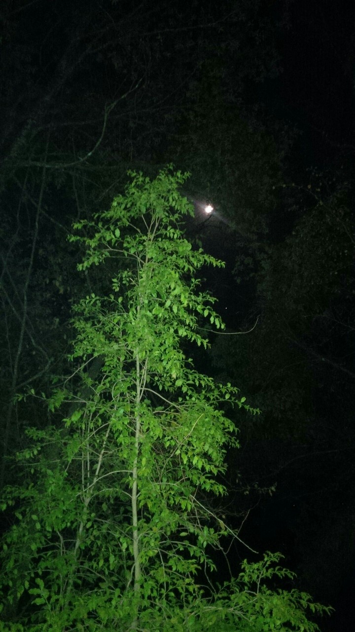 arbol