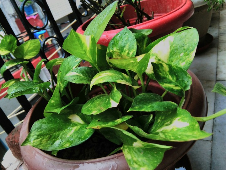 plants