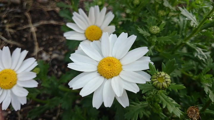 chamomile〜カミツレ〜