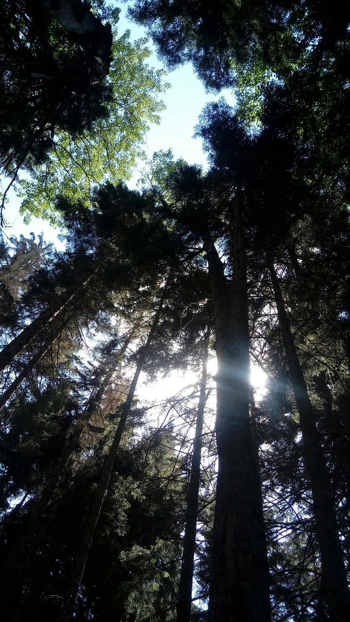 fir forest