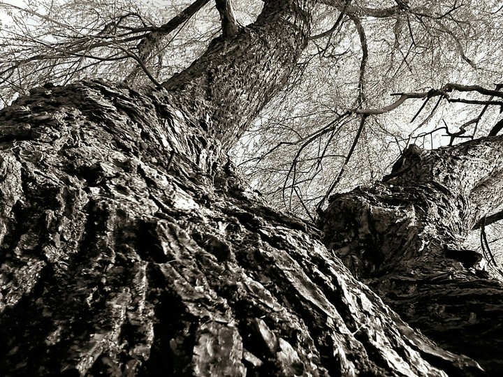 Dark tree
