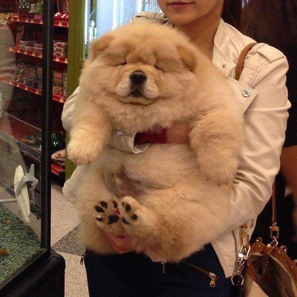 puppy