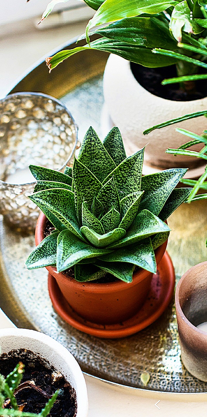 Plant