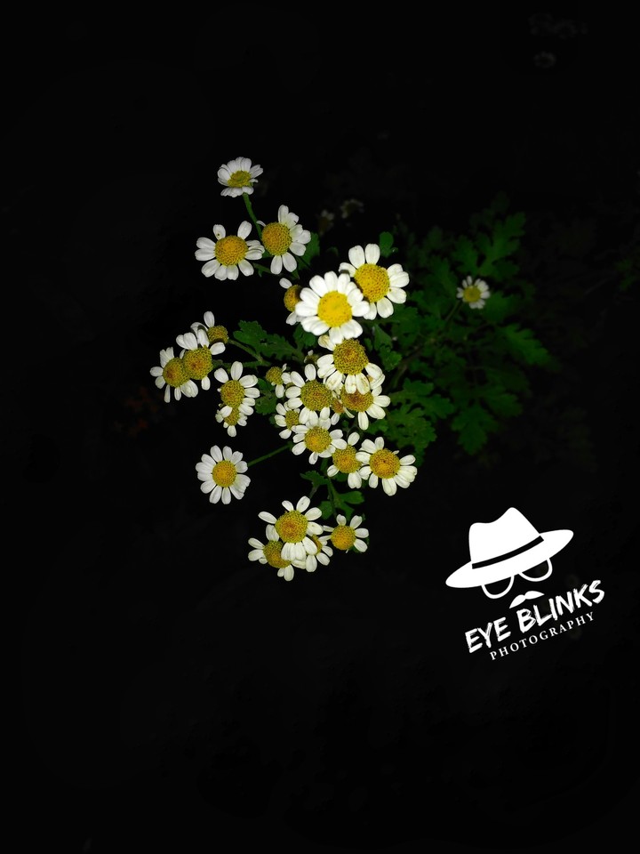 flowers at night light