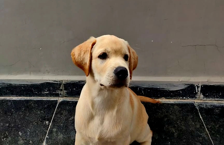 LABRADOR RETRIEVER