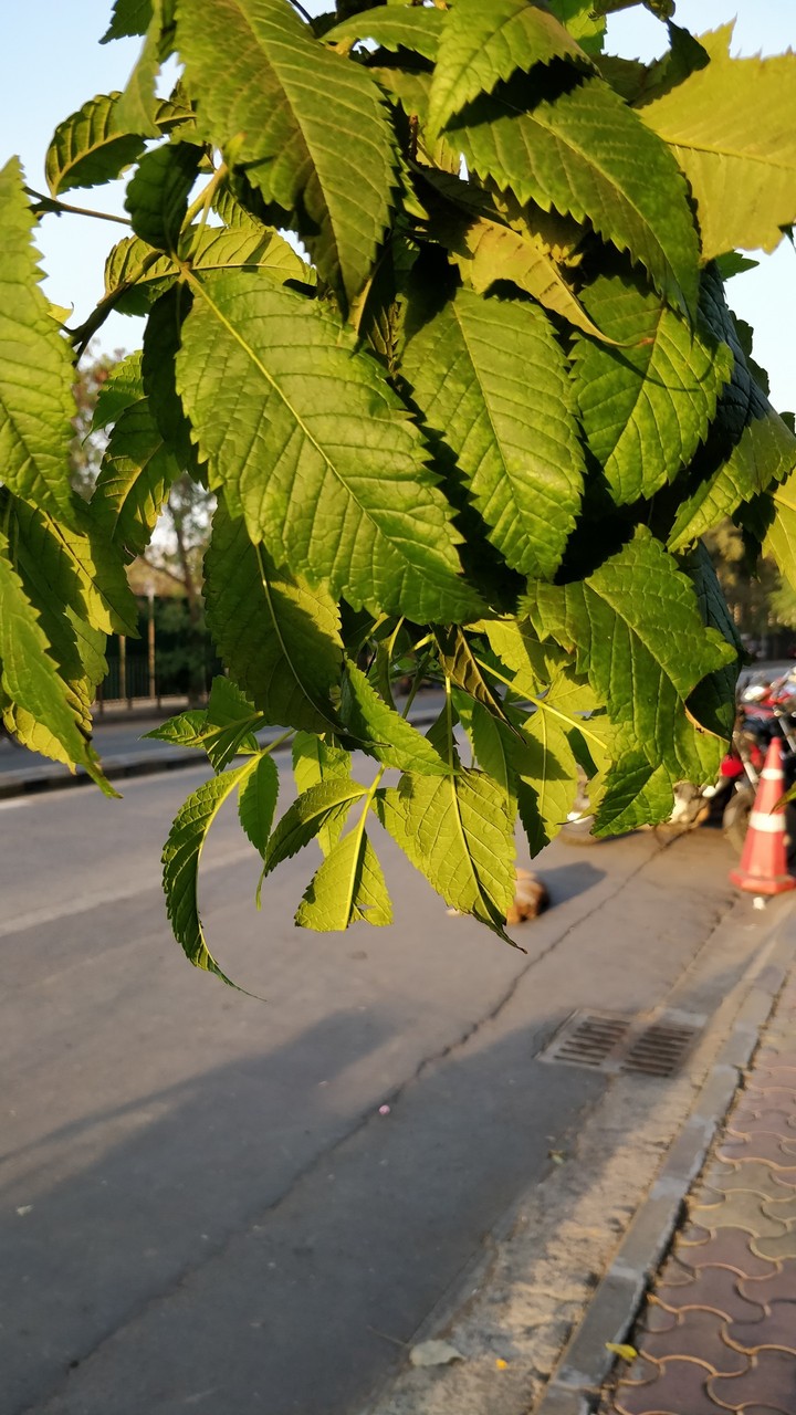 Green.