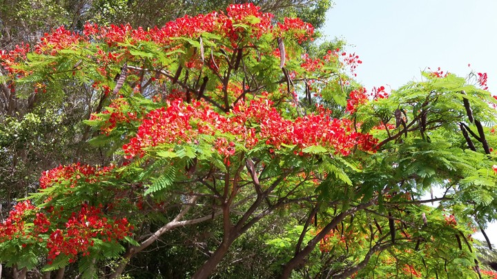 trees in La Gomera