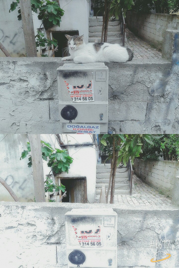 cat 