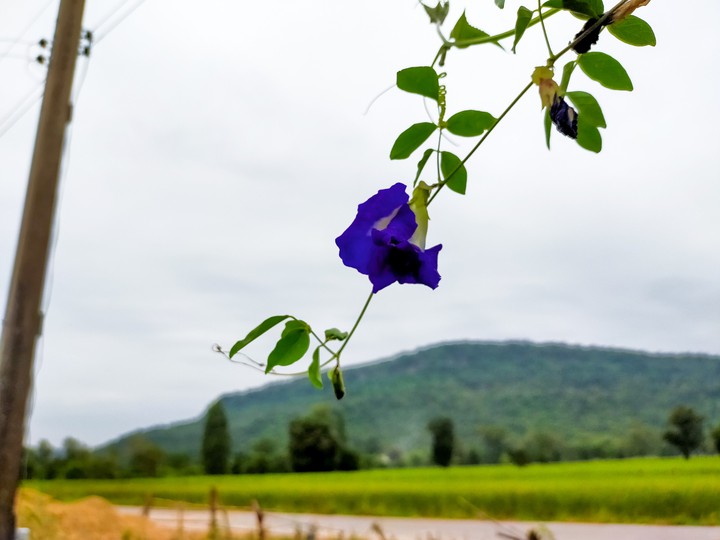Pea flower