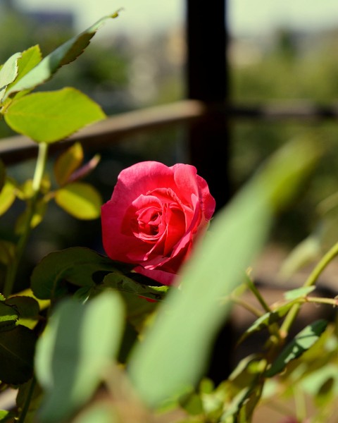 lovely roses