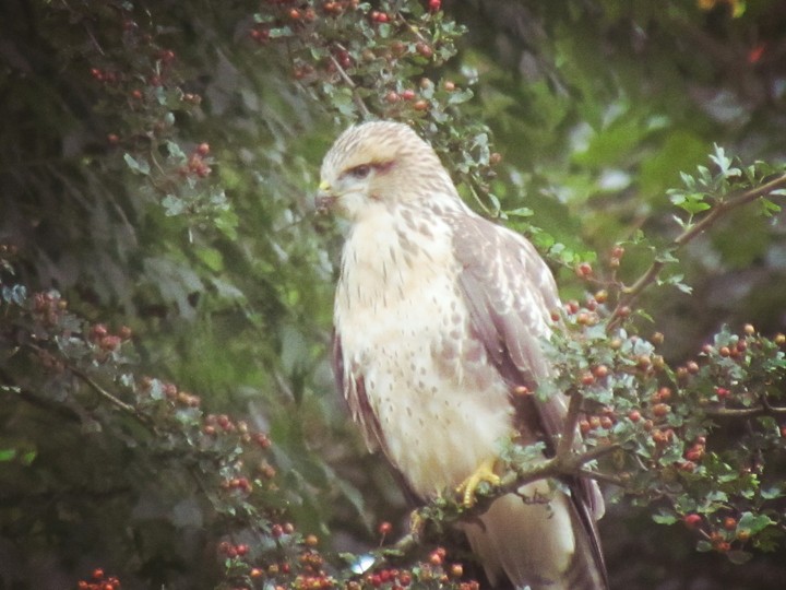 Bird of Prey