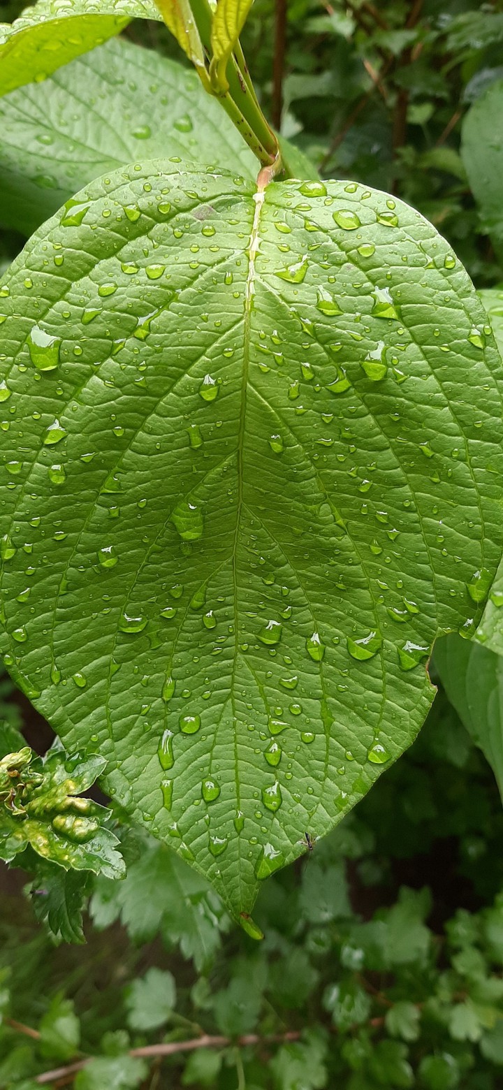 rain drops