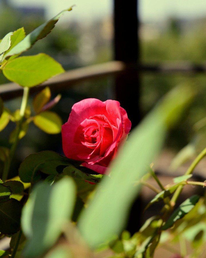 lovely roses
