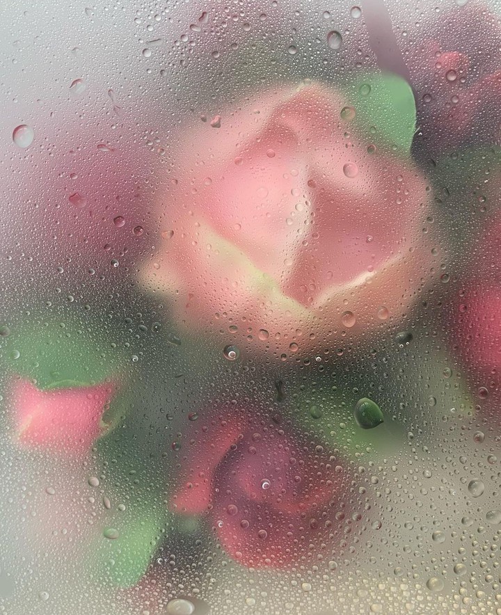 Roses & Drop