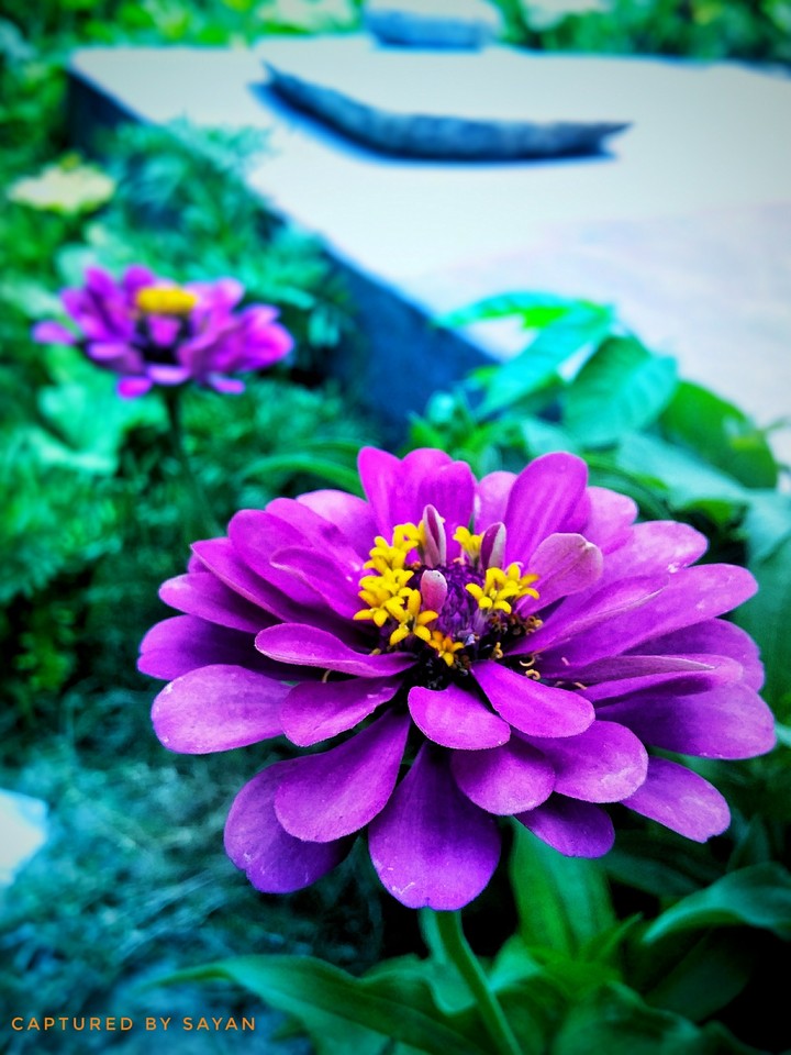 it's nature