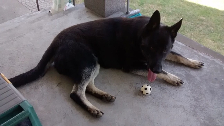 Hund