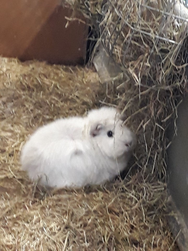 guinea pig