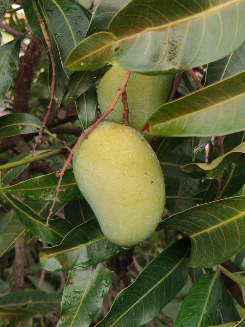Season Mango