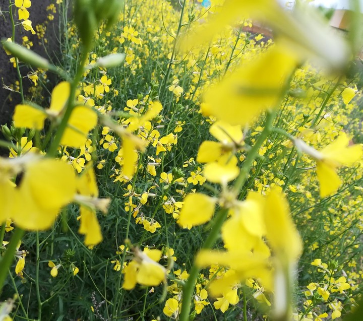 flower