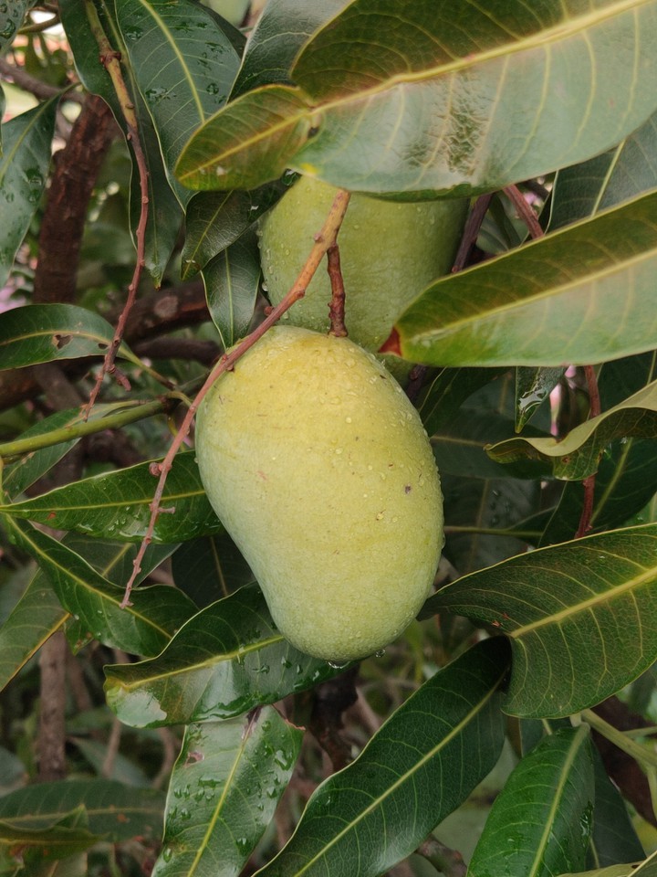 Season Mango