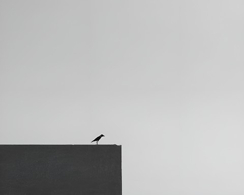 alonbirds