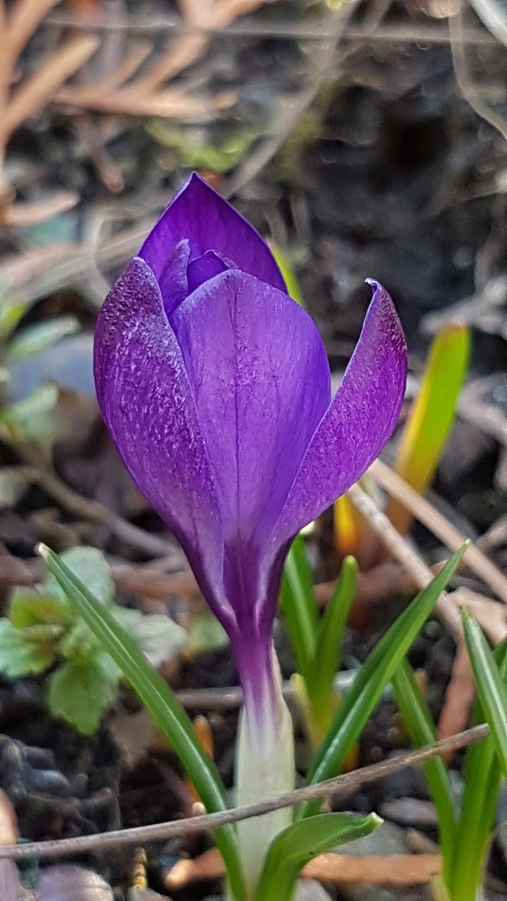 Lila
