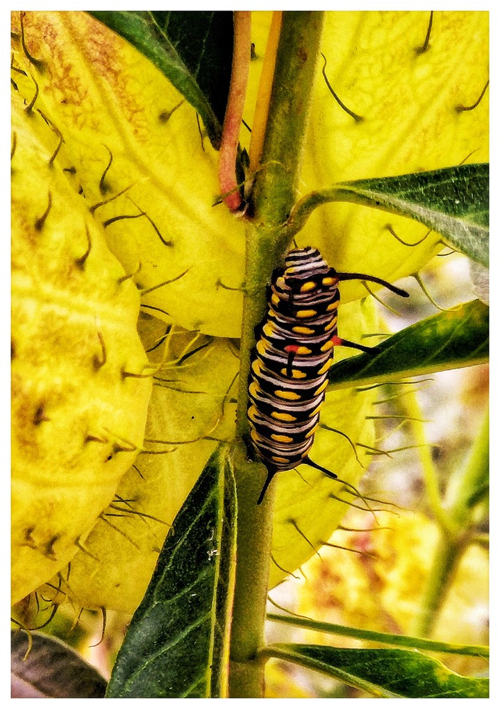 caterpillar