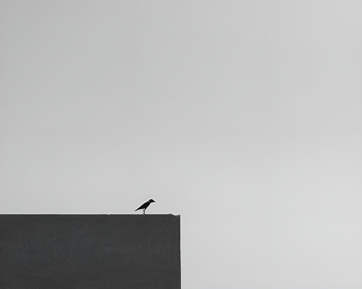 alonbirds