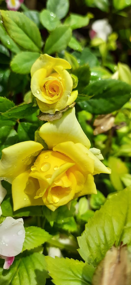 Roses