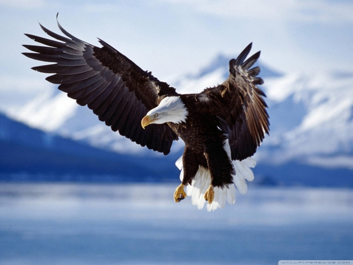 Eagle