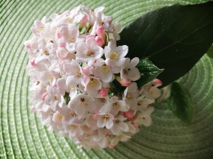 Blume