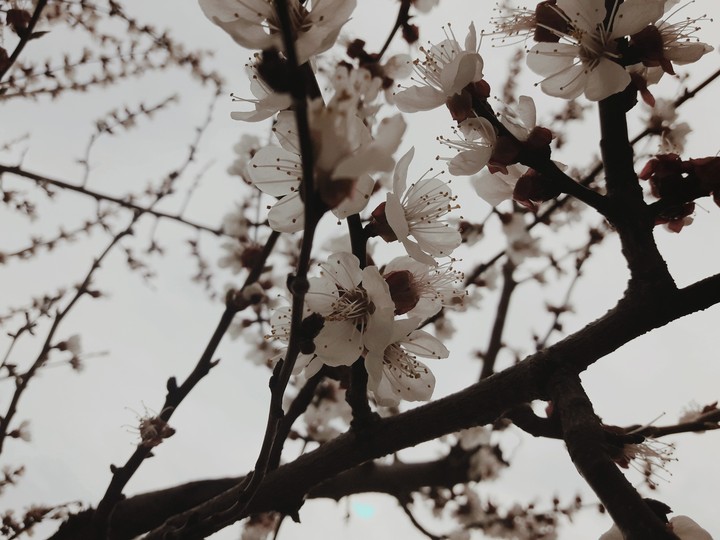 Spring))))