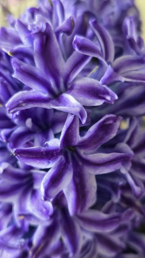 sfondi pink, hyacinth