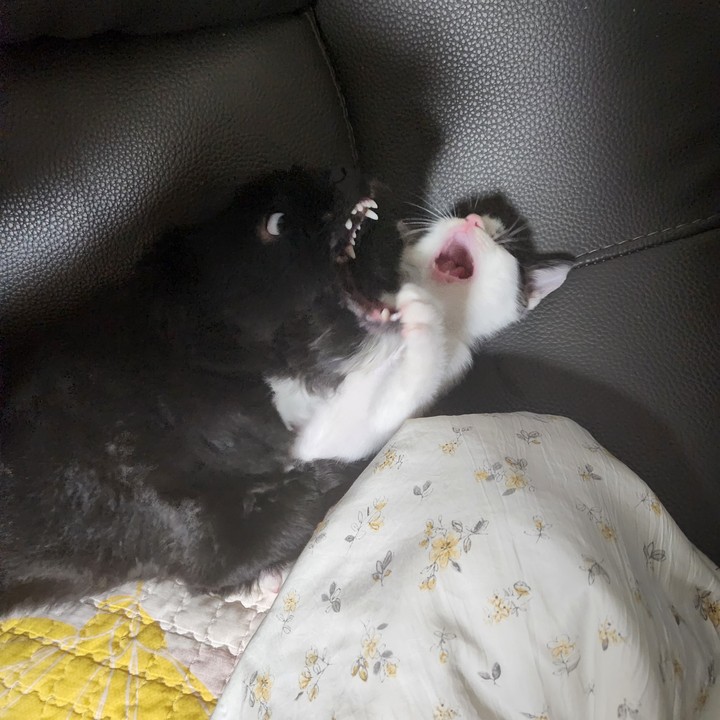 Dog&Cat