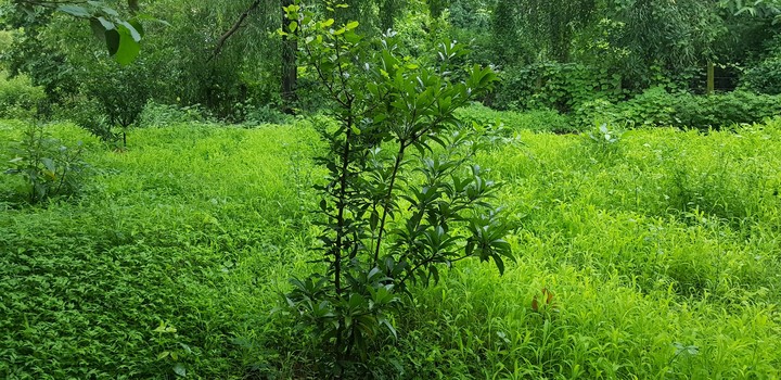 Kolad - Love Nature