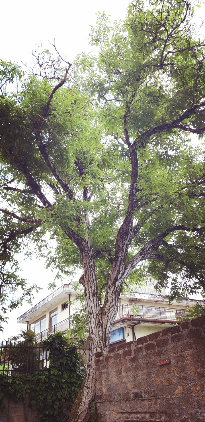 Beautiful tree with a house in the background
