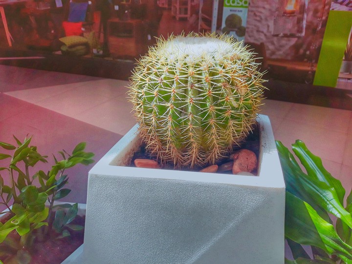 cactus