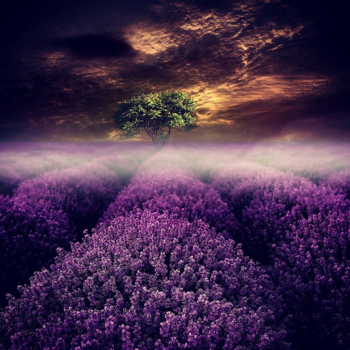 purple passion