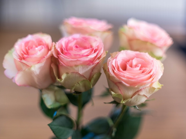 soft beauty