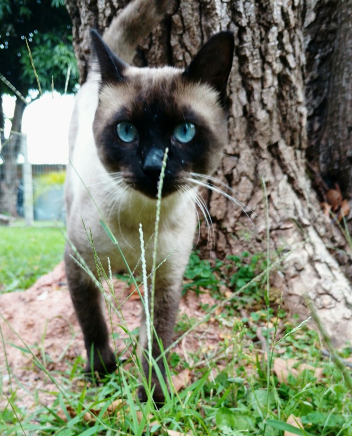 o gato