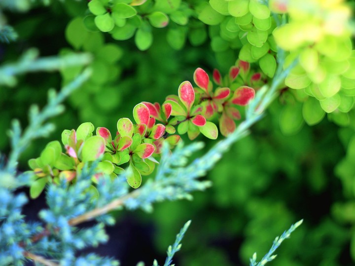 Barberry. Beautiful branch