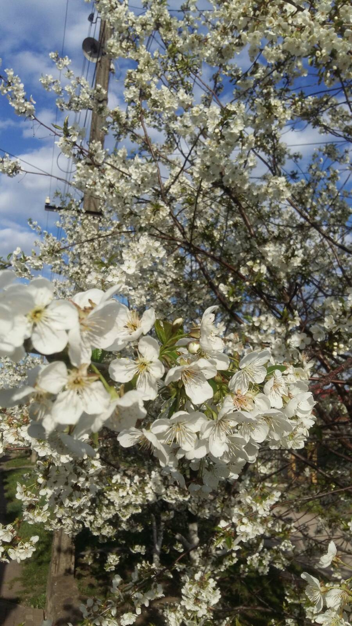 cherry blossoms