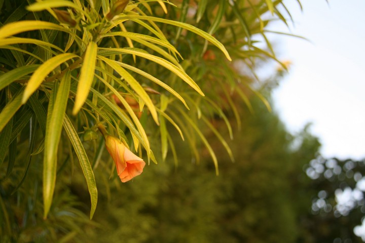 orange bud